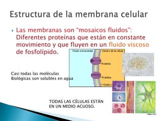 Membrana celular estructura y función
