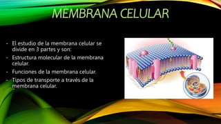 MEMBRANA CELULAR
- El estudio de la membrana celular se
divide en 3 partes y son:
- Estructura molecular de la membrana
celular.
- Funciones de la membrana celular.
- Tipos de transporte a través de la
membrana celular.
 
