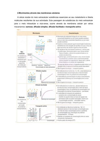 2.Movimentos através das membranas celulares

   A célula recebe do meio extracelular substâncias essenciais ao seu metabolismo e liberta
moléculas resultantes da sua actividade. Esta passagem de substâncias do meio extracelular
para o meio intracelular e vice-versa, ocorre através da membrana celular por vários
mecanismos: osmose, difusão simples, difusão facilitada e transporte activo.
 
