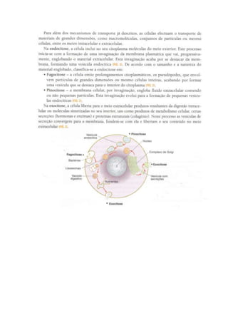 Membrana celular movimentos_transmembranares