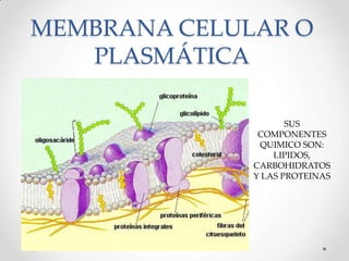Membrana celular o plasmática 2012