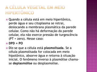  Quando a célula está em meio hipertônico,
perde água e seu citoplasma se retrai,
deslocando a membrana plasmática da parede
celular. Como não há deformação da parede
celular, ela não exerce pressão de turgescência
(PT = zero). Nesse caso:
 DPD = PO
 Diz-se que a célula está plasmolisada. Se a
célula plasmolisada for colocada em meio
hipotônico, absorve água e retorna à situação
inicial. O fenômeno inverso à plasmólise chama-
se deplasmólise ou desplasmolise.
 