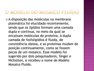  A disposição das moléculas na membrana
plasmática foi elucidada recentemente,
sendo que os lipídios formam uma camada
dupla e contínua, no meio da qual se
encaixam moléculas de proteína. A dupla
camada de fosfolipídios é fluida, de
consistência oleosa, e as proteínas mudam de
posição continuamente, como se fossem
peças de um mosaico. Esse modelo foi
sugerido por dois pesquisadores, Singer e
Nicholson, e recebeu o nome de Modelo
Mosaico Fluido.
 