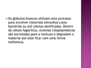  Os glóbulos brancos utilizam este processo
para envolver materiais estranhos como
bactérias ou até células danificadas. Dentro
da célula fagocítica, enzimas citoplasmáticas
são secretadas para a vesícula e degradam o
material até este ficar com uma forma
inofensiva.
 