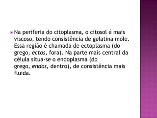  Na periferia do citoplasma, o citosol é mais
viscoso, tendo consistência de gelatina mole.
Essa região é chamada de ectoplasma (do
grego, ectos, fora). Na parte mais central da
célula situa-se o endoplasma (do
grego, endos, dentro), de consistência mais
fluida.
 