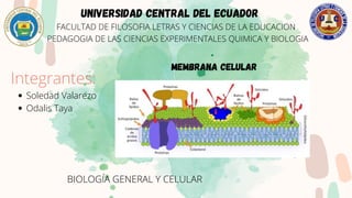 UNIVERSIDAD CENTRAL DEL ECUADOR
FACULTAD DE FILOSOFIA LETRAS Y CIENCIAS DE LA EDUCACION
PEDAGOGIA DE LAS CIENCIAS EXPERIMENTALES QUIMICA Y BIOLOGIA
Soledad Valarezo
Odalis Taya
Integrantes:
MEMBRANA CELULAR
BIOLOGÍA GENERAL Y CELULAR
 