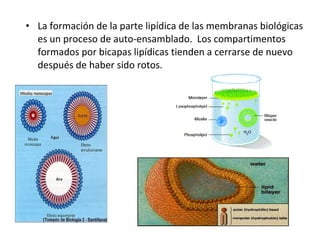 • La formación de la parte lipídica de las membranas biológicas 
es un proceso de auto-ensamblado. Los compartimentos 
formados por bicapas lipídicas tienden a cerrarse de nuevo 
después de haber sido rotos. 
 