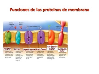 Funciones ddee llaass pprrootteeíínnaass ddee mmeemmbbrraannaa 
 