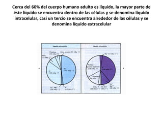 Cerca del 60% del cuerpo humano adulto es líquido, la mayor parte de 
éste líquido se encuentra dentro de las células y se denomina líquido 
intracelular, casi un tercio se encuentra alrededor de las células y se 
denomina líquido extracelular 
 