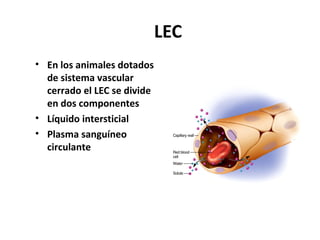 LEC 
• En los animales dotados 
de sistema vascular 
cerrado el LEC se divide 
en dos componentes 
• Líquido intersticial 
• Plasma sanguíneo 
circulante 
 
