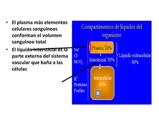 • El plasma más elementos 
celulares sanguíneos 
conforman el volumen 
sanguíneo total 
• El liquido intersticial es la 
parte externa del sistema 
vascular que baña a las 
células 
 