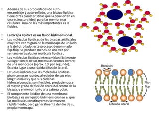 • Además de sus propiedades de auto-ensamblaje 
y auto-sellado, una bicapa lipídica 
tiene otras características que la convierten en 
una estructura ideal para las membranas 
celulares. Una de las más importantes es la 
fluidez. 
• La bicapa lipídica es un fluido bidimensional. 
• Las moléculas lipídicas de las bicapas artificiales 
muy rara vez migran de la monocapa de un lado 
a la del otro lado; este proceso, denominado 
flip-flop, se produce menos de una vez por 
semana en cualquier molécula lipídica . 
• Las moléculas lipídicas intercambian fácilmente 
su lugar con el de las moléculas vecinas dentro 
de una monocapa (aprox. 107 por segundo). 
Esto da lugar a una rápida difusión lateral. 
• Estudios indican que las moléculas lipídicas 
giran con gran rapidez alrededor de sus ejes 
longitudinales y que sus cadenas 
hidrocarbonadas son flexibles, produciéndose 
el mayor grado de flexión cerca del centro de la 
bicapa, y el menor junto a la cabeza polar. 
• El componente lipídico de una membrana 
biológica es un líquido bidimensional en el que 
las moléculas constituyentes se mueven 
rápidamente, pero generalmente dentro de su 
propia monocapa. 
 
