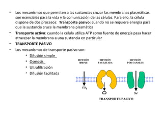 • Los mecanismos que permiten a las sustancias cruzar las membranas plasmáticas 
son esenciales para la vida y la comunicación de las células. Para ello, la célula 
dispone de dos procesos: Transporte pasivo: cuando no se requiere energía para 
que la sustancia cruce la membrana plasmática 
• Transporte activo: cuando la célula utiliza ATP como fuente de energía pasa hacer 
atravesar la membrana a una sustancia en particular 
• TRANSPORTE PASIVO 
• Los mecanismos de transporte pasivo son: 
• Difusión simple 
• Osmosis 
• Ultrafiltración 
• Difusión facilitada 
 