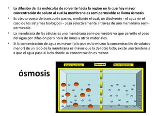 • La difusión de las moléculas de solvente hacia la región en la que hay mayor 
concentración de soluto al cual la membrana es semipermeable se llama ósmosis 
• Es otro proceso de transporte pasivo, mediante el cual, un disolvente - el agua en el 
caso de los sistemas biológicos - pasa selectivamente a través de una membrana semi-permeable. 
• La membrana de las células es una membrana semi-permeable ya que permite el paso 
del agua por difusión pero no la de iones y otros materiales. 
• Si la concentración de agua es mayor (o lo que es lo mismo la concentración de solutos 
menor) de un lado de la membrana es mayor que la del otro lado, existe una tendencia 
a que el agua pase al lado donde su concentración es menor. 
ósmosis 
 