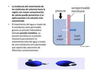 • La tendencia del movimiento de 
las moléculas de solvente hacia la 
región con mayor concentración 
de soluto puede prevenirse si se 
aplica presión a la solución más 
concentrada 
• El movimiento del agua a través de 
la membrana semi-permeable 
genera un presión hidrostática 
llamada presión osmótica. La 
presión osmótica es la presión 
necesaria para prevenir el 
movimiento neto del agua a través 
de una membrana semi-permeable 
que separa dos soluciones de 
diferentes concentraciones. 
 