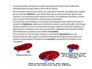 – La ósmosis puede entenderse muy bien considerando el efecto de las diferentes 
concentraciones de agua sobre la forma de las células. 
– Para mantener la forma de un célula, por ejemplo un hematíe, esta debe estar rodeada 
de una solución isotónica, lo que quiere decir que la concentración de agua de esta 
solución es la misma que la del interior de la célula. En condiciones normales, el suero 
salino normal (0.9% de NaCl) es isotónico para los hematíes. 
Si los hematíes son llevados a una solución que contenga menos sales (se dice que la 
solución es hipotónica), dado que la membrana celular es semi-permeable, sólo el agua 
puede atravesarla. Al ser la concentración de agua mayor en la solución hipotónica, el 
agua entra en el hematíe con lo que este se hincha, pudiendo eventualmente estallar 
(este fenómeno se conoce con el nombre de hemolisis. 
Por el contrario, si los hematíes se llevan a una solución hipertónica (con una 
concentración de sales superior a la del hematíe) parte del agua de este pasará a la 
solución produciéndose el fenómeno de crenación y quedando los hematiés como 
"arrugados". 
 