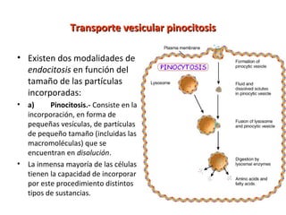 TTrraannssppoorrttee vveessiiccuullaarr ppiinnoocciittoossiiss 
• Existen dos modalidades de 
endocitosis en función del 
tamaño de las partículas 
incorporadas: 
• a) Pinocitosis.- Consiste en la 
incorporación, en forma de 
pequeñas vesículas, de partículas 
de pequeño tamaño (incluidas las 
macromoléculas) que se 
encuentran en disolución. 
• La inmensa mayoría de las células 
tienen la capacidad de incorporar 
por este procedimiento distintos 
tipos de sustancias. 
 