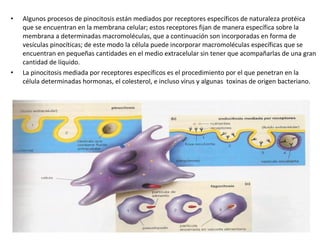• Algunos procesos de pinocitosis están mediados por receptores específicos de naturaleza protéica 
que se encuentran en la membrana celular; estos receptores fijan de manera específica sobre la 
membrana a determinadas macromoléculas, que a continuación son incorporadas en forma de 
vesículas pinocíticas; de este modo la célula puede incorporar macromoléculas específicas que se 
encuentran en pequeñas cantidades en el medio extracelular sin tener que acompañarlas de una gran 
cantidad de líquido. 
• La pinocitosis mediada por receptores específicos es el procedimiento por el que penetran en la 
célula determinadas hormonas, el colesterol, e incluso virus y algunas toxinas de origen bacteriano. 
 