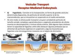 VVeessiiccuullaarr TTrraannssppoorrtt 
RReecceeppttoorr--MMeeddiiaatteedd EEnnddooccyyttoossiiss 
• b) Fagocitosis.- Consiste en la incorporación, en forma de grandes vesículas 
denominadas fagosomas, de partículas de tamaño superior al de las 
macromoléculas, que se encuentran en suspensión en el medio extracelular. 
• De este modo, la célula puede incorporar una gran variedad de partículas de 
tamaño variado: complejos supramoleculares u orgánulos procedentes de células 
muertas en descomposición, e incluso células enteras. Sólo algunos tipos celulares 
tienen la capacidad de fagocitar; entre ellos destacan algunos protozoos que se 
alimentan de partículas orgánicas en suspensión y algunos leucocitos que 
fagocitan a los microorganismos invasores con el objeto de eliminarlos. 
 