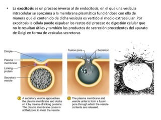 • La exocitosis es un proceso inverso al de endocitosis, en el que una vesícula 
intracelular se aproxima a la membrana plasmática fundiéndose con ella de 
manera que el contenido de dicha vesícula es vertido al medio extracelular .Por 
exocitosis la célula puede expulsar los restos del proceso de digestión celular que 
no le resultan útiles y también los productos de secreción procedentes del aparato 
de Golgi en forma de vesículas secretoras 
 
