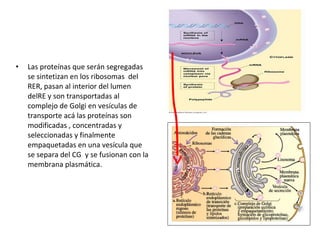• Las proteínas que serán segregadas 
se sintetizan en los ribosomas del 
RER, pasan al interior del lumen 
delRE y son transportadas al 
complejo de Golgi en vesículas de 
transporte acá las proteínas son 
modificadas , concentradas y 
seleccionadas y finalmente 
empaquetadas en una vesícula que 
se separa del CG y se fusionan con la 
membrana plasmática. 
 