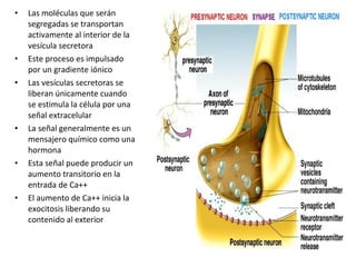 • Las moléculas que serán 
segregadas se transportan 
activamente al interior de la 
vesícula secretora 
• Este proceso es impulsado 
por un gradiente iónico 
• Las vesículas secretoras se 
liberan únicamente cuando 
se estimula la célula por una 
señal extracelular 
• La señal generalmente es un 
mensajero químico como una 
hormona 
• Esta señal puede producir un 
aumento transitorio en la 
entrada de Ca++ 
• El aumento de Ca++ inicia la 
exocitosis liberando su 
contenido al exterior 
 