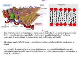 • Otra determinante de la fluidez de una membrana es el colesterol. Las membranas plasmáticas 
de los eucariotas contienen cantidades relativamente elevadas de colesterol, hasta una 
proporción de una molécula de colesterol por cada molécula de fosfolípido. 
• Además de regular la fluidez, se cree que el colesterol aumenta la estabilidad mecánica de la 
bicapa. 
• Las moléculas de colesterol se orientan en la bicapa con sus grupos hidroxilo próximos a las 
cabezas polares de las moléculas de los fosfolípidos; sus anillos esteroides planos interactúan –y 
en parte inmovilizan– . 
 