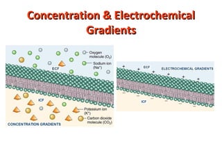 Concentration && EElleeccttrroocchheemmiiccaall 
GGrraaddiieennttss 
 