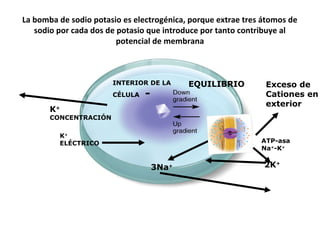 La bomba de sodio potasio es electrogénica, porque extrae tres átomos de 
sodio por cada dos de potasio que introduce por tanto contribuye al 
potencial de membrana 
K+ 
CONCENTRACIÓN 
K+ 
ELÉCTRICO 
INTERIOR DE LA 
CÉLULA - 
EQUILIBRIO 
Exceso de 
Cationes en 
exterior 
ATP-asa 
Na+-K+ 
2K+ 3Na+ 
 
