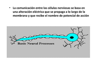 • La comunicación entre las células nerviosas se basa en 
una alteración eléctrica que se propaga a lo largo de la 
membrana y que recibe el nombre de potencial de acción 
 
