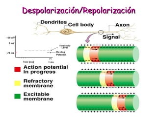 DDeessppoollaarriizzaacciióónn//RReeppoollaarriizzaacciióónn 
 