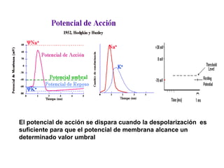 El potencial de acción se dispara cuando la despolarización es 
suficiente para que el potencial de membrana alcance un 
determinado valor umbral 
 