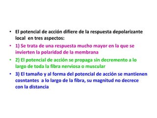 • El potencial de acción difiere de la respuesta depolarizante 
local en tres aspectos: 
• 1) Se trata de una respuesta mucho mayor en la que se 
invierten la polaridad de la membrana 
• 2) El potencial de acción se propaga sin decremento a lo 
largo de toda la fibra nerviosa o muscular 
• 3) El tamaño y al forma del potencial de acción se mantienen 
cosntantes a lo largo de la fibra, su magnitud no decrece 
con la distancia 
 