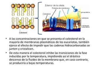 • A las concentraciones en que se presenta el colesterol en la 
mayoría de membranas plasmáticas de los eucariotas, también 
ejerce el efecto de impedir que las cadenas hidrocarbonadas se 
junten y cristalicen. 
• De esta manera el colesterol inhibe las transiciones de la fase 
inducidas por la temperatura, impidiendo así el drástico 
descenso de la fluidez de la membrana que, en caso contrario, 
se produciría a bajas temperaturas. 
 