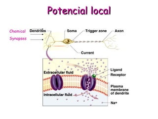 PPootteenncciiaall llooccaall 
Chemical 
Synapses 
 