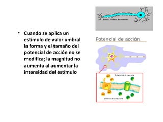 • Cuando se aplica un 
estímulo de valor umbral 
la forma y el tamaño del 
potencial de acción no se 
modifica; la magnitud no 
aumenta al aumentar la 
intensidad del estímulo 
 