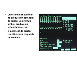 • Un estímulo subumbral 
no produce un potencial 
de acción un estímulo 
umbral produce un 
potencial de acción 
• El potencial de acción 
constituye una respuesta 
todo o nada 
 