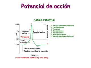 PPootteenncciiaall ddee aacccciióónn 
 