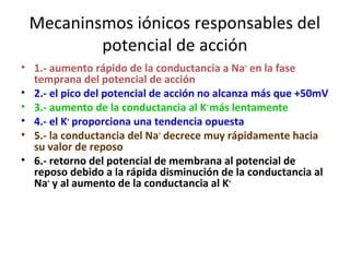 Mecaninsmos iónicos responsables del 
potencial de acción 
• 1.- aumento rápido de la conductancia a Na+ en la fase 
temprana del potencial de acción 
• 2.- el pico del potencial de acción no alcanza más que +50mV 
• 3.- aumento de la conductancia al K+ más lentamente 
• 4.- el K+ proporciona una tendencia opuesta 
• 5.- la conductancia del Na+ decrece muy rápidamente hacia 
su valor de reposo 
• 6.- retorno del potencial de membrana al potencial de 
reposo debido a la rápida disminución de la conductancia al 
Na+ y al aumento de la conductancia al K+ 
 