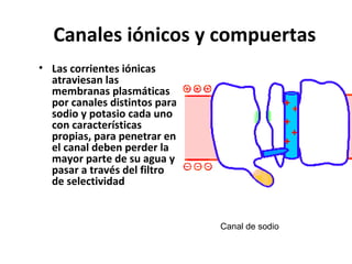 Canales iónicos y compuertas 
• Las corrientes iónicas 
atraviesan las 
membranas plasmáticas 
por canales distintos para 
sodio y potasio cada uno 
con características 
propias, para penetrar en 
el canal deben perder la 
mayor parte de su agua y 
pasar a través del filtro 
de selectividad 
Canal de sodio 
 