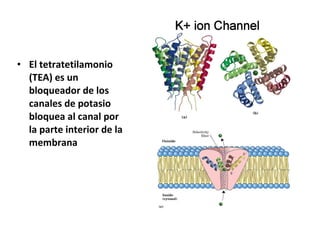 • El tetratetilamonio 
(TEA) es un 
bloqueador de los 
canales de potasio 
bloquea al canal por 
la parte interior de la 
membrana 
 