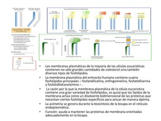 • Las membranas plasmáticas de la mayoría de las células eucarióticas 
contienen no sólo grandes cantidades de colesterol sino también 
diversos tipos de fosfolípidos. 
• La membrana plasmática del eritrocito humano contiene cuatro 
fosfolípidos principales – fosfatidilcolina, enfingomielina, fosfatidilserina 
y fosfatidiletanolamina – . 
• La razón por la que la membrana plasmática de la célula eucariotica 
contiene una gran variedad de fosfolípidos, es quizá que los lípidos de la 
membrana actúa como un disolvente bidimensional de las proteínas que 
necesitan ciertos fosfolípidos específicos para actuar de manera óptima. 
• La asimetría se genera durante la biosíntesis de la bicapa en el retículo 
endoplasmático. 
• Función: ayuda a mantener las proteínas de membrana orientadas 
adecuadamente en la bicapa. 
 