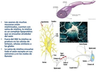 • Los axones de muchas 
neuronas están 
mielinizados, cuentan con 
vaina de mielina, la mielina 
es un complejo lipoprotéico 
que se envuelve alrededor 
del axón 
• Fuera del SNC la mielina se 
produce en las células de 
Schwan, células similares a 
las gliales 
• La vaina de mielina envuelve 
todo el axón excepto en sus 
extremos y en los nodos de 
Ranvier 
 