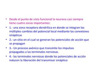 • Desde el punto de vista funcional la neurona casi siempre 
tiene cuatro zonas importantes: 
• 1.- una zona receptora dendrítica en donde se integran los 
múltiples cambios del potencial local mediante las conexiones 
sinápticas 
• 2.- un sitio en el cual se generan los potenciales de acción que 
se propagan 
• 3.- Un proceso axónico que transmite los impulsos 
propagados a las terminales nerviosas 
• 4.- las terminales nerviosas donde los potenciales de acción 
inducen la liberación del transmisor sináptico 
 