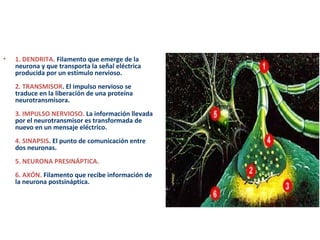 • 1. DENDRITA. Filamento que emerge de la 
neurona y que transporta la señal eléctrica 
producida por un estímulo nervioso. 
2. TRANSMISOR. El impulso nervioso se 
traduce en la liberación de una proteína 
neurotransmisora. 
3. IMPULSO NERVIOSO. La información llevada 
por el neurotransmisor es transformada de 
nuevo en un mensaje eléctrico. 
4. SINAPSIS. El punto de comunicación entre 
dos neuronas. 
5. NEURONA PRESINÁPTICA. 
6. AXÓN. Filamento que recibe información de 
la neurona postsináptica. 
 