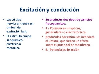 Excitación y conducción 
• Las células 
nerviosas tienen un 
umbral de 
excitación bajo 
• El estímulo puede 
ser químico 
eléctrico o 
mecánico 
• Se producen dos tipos de cambios 
fisicoquímicos: 
• 1.- Potenciales sinápticos, 
generadores o electrotónicos: 
• producidos por estímulos inferiores 
al umbral, que tienen un efecto 
sobre el potencial de membrana 
• 2.- Potenciales de acción 
 