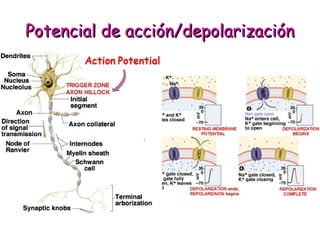 PPootteenncciiaall ddee aacccciióónn//ddeeppoollaarriizzaacciióónn 
 