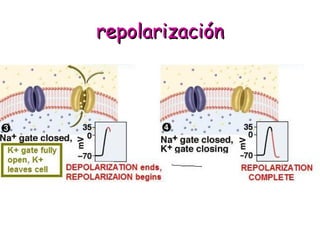 rreeppoollaarriizzaacciióónn 
 
