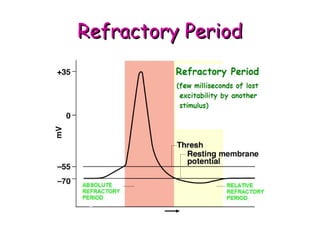 RReeffrraaccttoorryy PPeerriioodd 
 