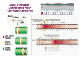 SSiiggnnaall CCoonndduuccttiioonn 
UUnnmmyyeelliinnaatteedd FFiibbeerr 
CCoonnttiinnuuoouuss CCoonndduuccttiioonn 
 